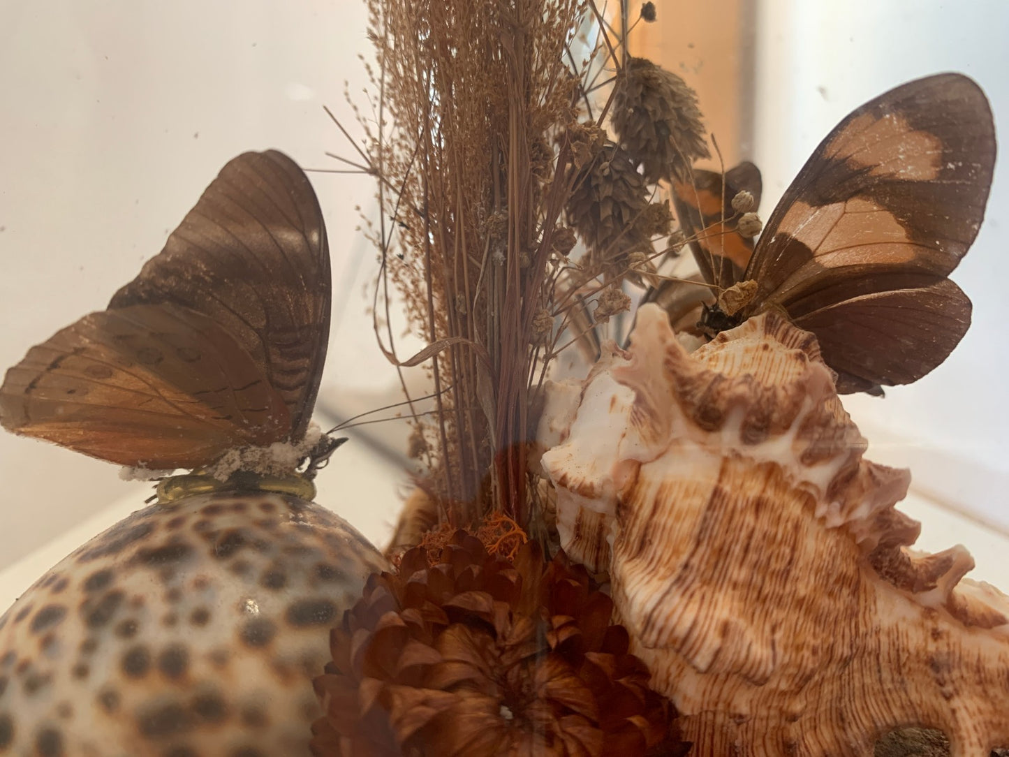 Vintage 1970s Pair of Large Geometric Pyramid Butterfly & Shell Terrariums
