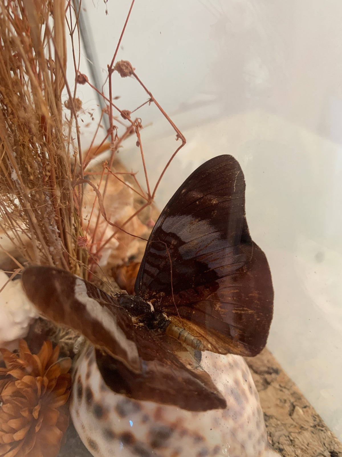 Vintage 1970s Pair of Large Geometric Pyramid Butterfly & Shell Terrariums